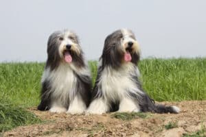 Read more about the article Bearded Collie