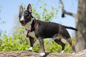 Read more about the article Miniature Bull Terrier