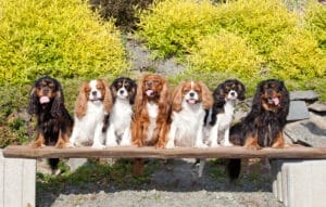 Read more about the article Cavalier King Charles Spaniel