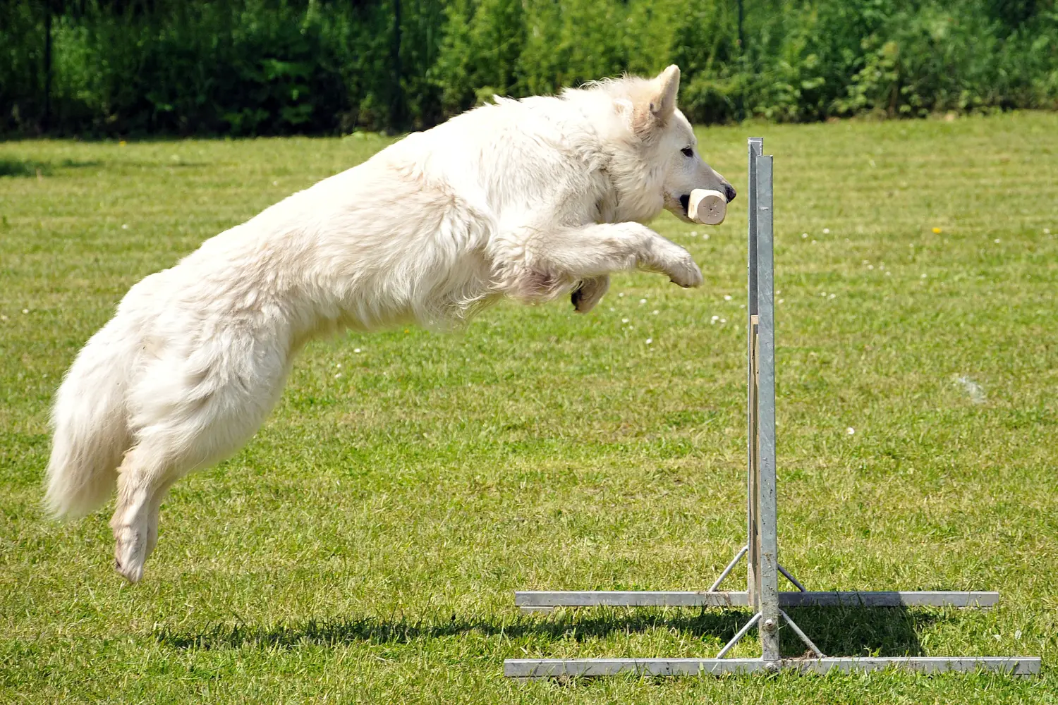Ausreichend Beschäftigung ist beim sportlichen Berger Blanc Suisse ein Muss. Berger Blanc Suisse Hunderasse