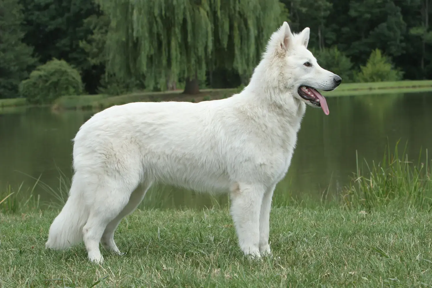 Der Berger Blanc Suisse eignet sich auch für Anfänger. Berger Blanc Suisse - Infos zur Rasse