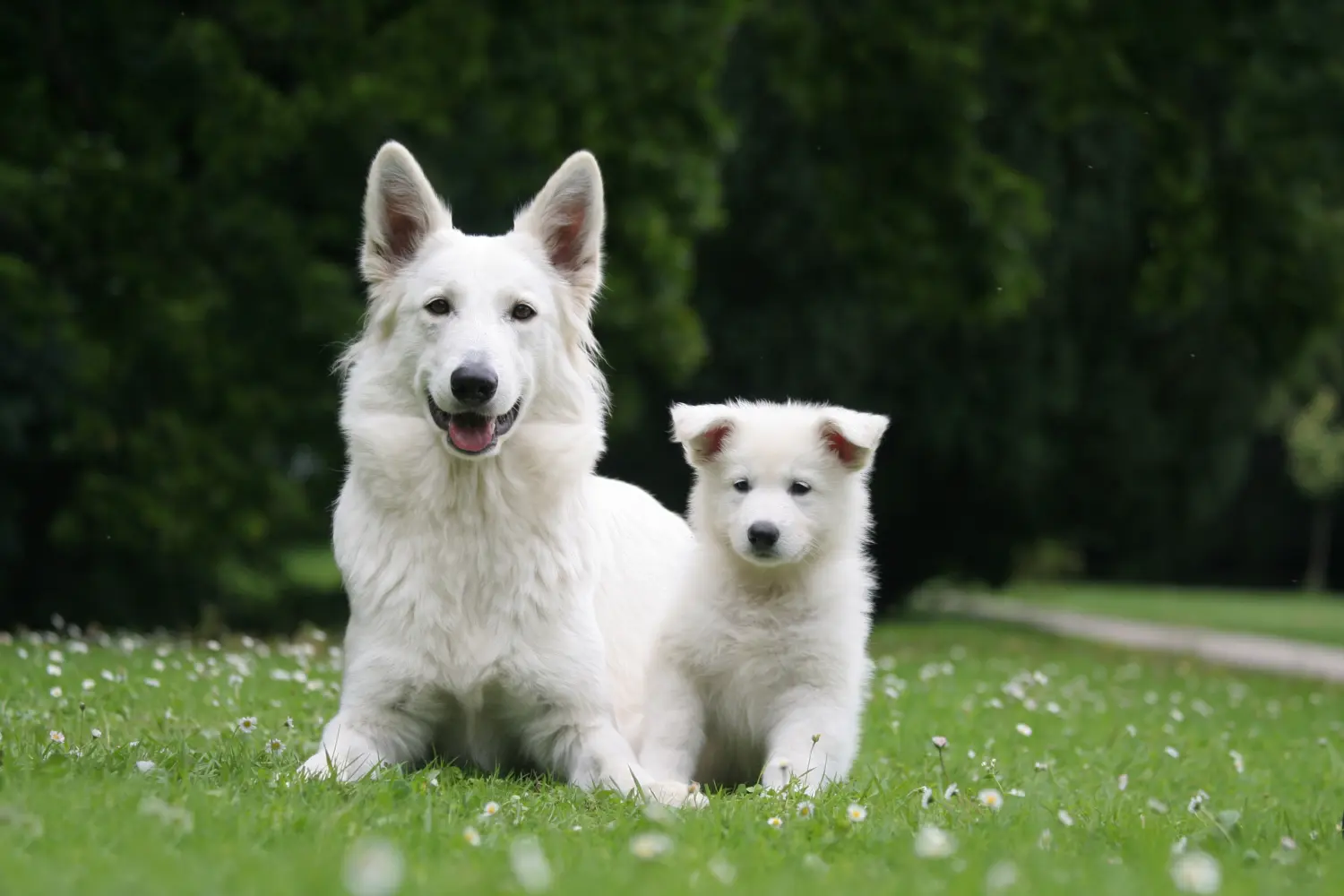 Der Berger Blanc Suisse sieht nicht nur wunderschön aus, sondern hat auch einen tollen Charakter Berger Blanc Suisse Hündin mit Welpen auf Rasen.