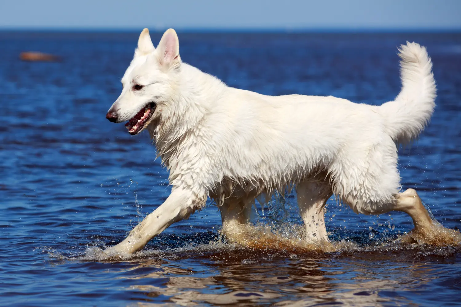 Trotz seines weißen Fells ist der Berger Blanc Suisse ein pflegeleichter Hund. Berger Blanc Suisse Steckbrief