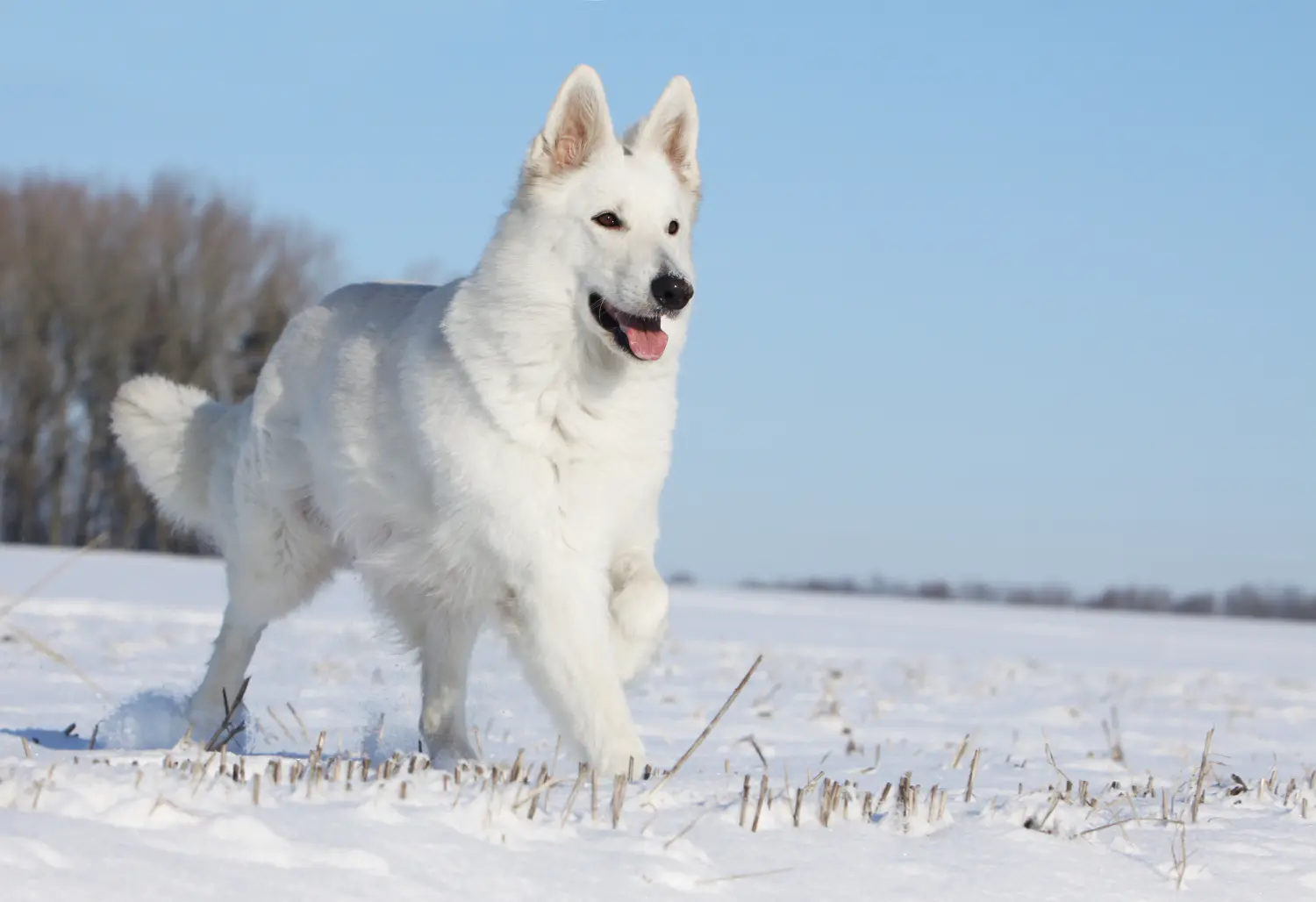 Der Berger Blanc Suisse hat eine elegante und edle Erscheinung. Berger Blanc Suisse Rasseportrait