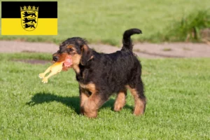Read more about the article Airedale Terrier Züchter und Welpen in Baden-Württemberg