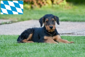 Read more about the article Airedale Terrier Züchter und Welpen in Bayern