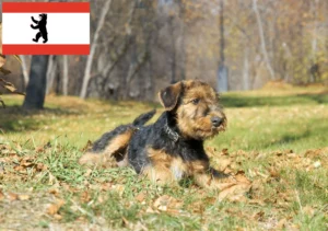 Read more about the article Airedale Terrier Züchter und Welpen in Berlin