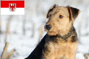 Read more about the article Airedale Terrier Züchter und Welpen in Brandenburg