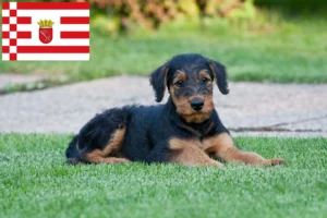 Read more about the article Airedale Terrier Züchter und Welpen in Bremen