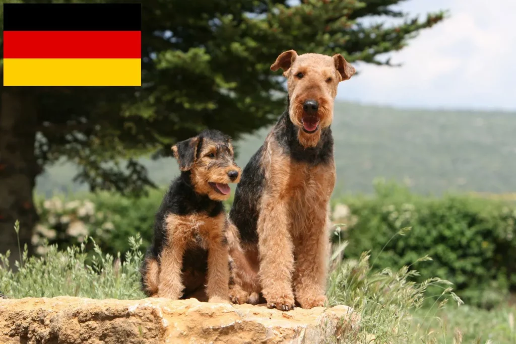 Airedale Terrier Züchter mit Welpen Deutschland