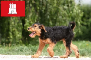 Read more about the article Airedale Terrier Züchter und Welpen in Hamburg