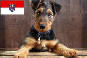 Read more about the article Airedale Terrier Züchter und Welpen in Hessen