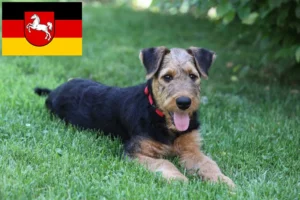 Read more about the article Airedale Terrier Züchter und Welpen in Niedersachsen