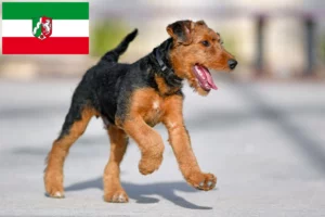 Read more about the article Airedale Terrier Züchter und Welpen in Nordrhein-Westfalen