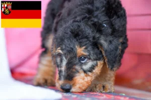 Read more about the article Airedale Terrier Züchter und Welpen in Rheinland-Pfalz
