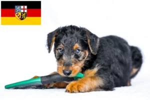 Read more about the article Airedale Terrier Züchter und Welpen im Saarland