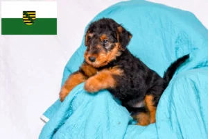 Read more about the article Airedale Terrier Züchter und Welpen in Sachsen