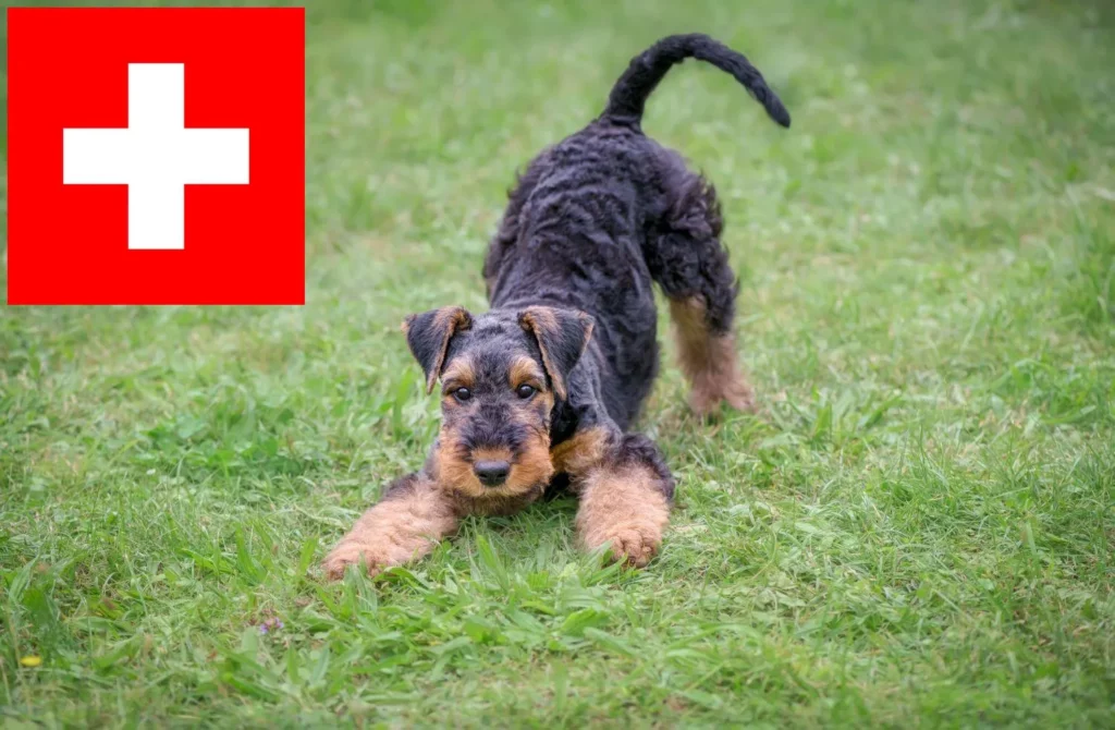 Airedale Terrier Züchter mit Welpen Schweiz