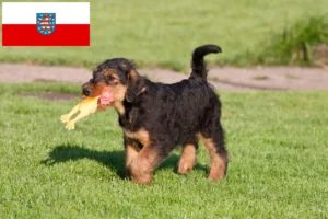 Read more about the article Airedale Terrier Züchter und Welpen in Thüringen