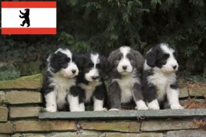 Read more about the article Bearded Collie Züchter und Welpen in Berlin