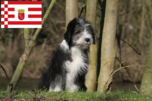 Read more about the article Bearded Collie Züchter und Welpen in Bremen