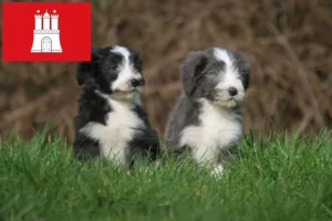 Read more about the article Bearded Collie Züchter und Welpen in Hamburg