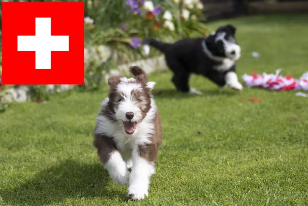 Bearded Collie Züchter mit Welpen Schweiz