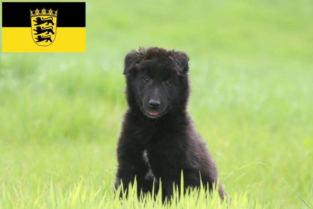 Belgischer Schäferhund Züchter und Welpen in BadenWürttemberg DogWeb Hundeportal