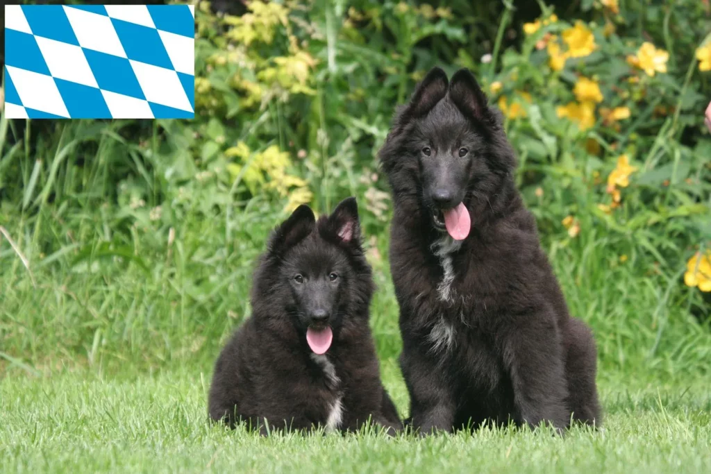 Belgischer Schäferhund Züchter mit Welpen Bayern