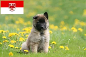 Read more about the article Belgischer Schäferhund Züchter und Welpen in Brandenburg