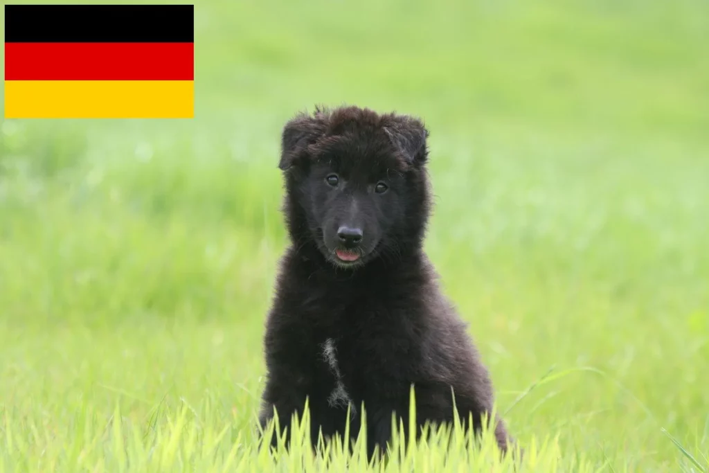 Belgischer Schäferhund Züchter mit Welpen Deutschland