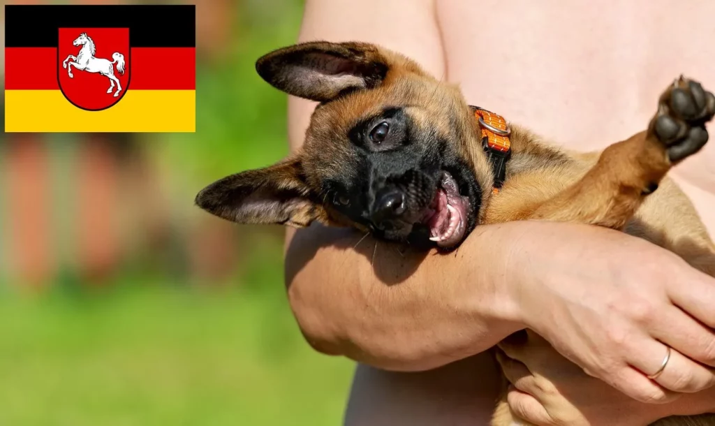 Belgischer Schäferhund Züchter mit Welpen Niedersachsen