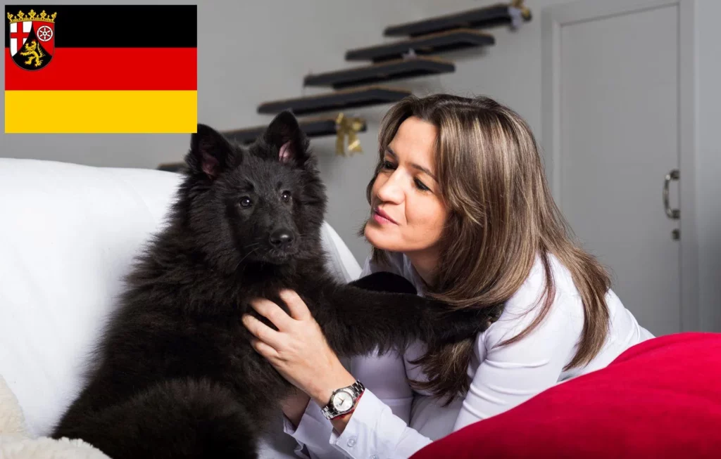 Belgischer Schäferhund Züchter mit Welpen Rheinland-Pfalz