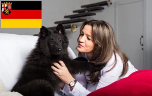 Read more about the article Belgischer Schäferhund Züchter und Welpen in Rheinland-Pfalz