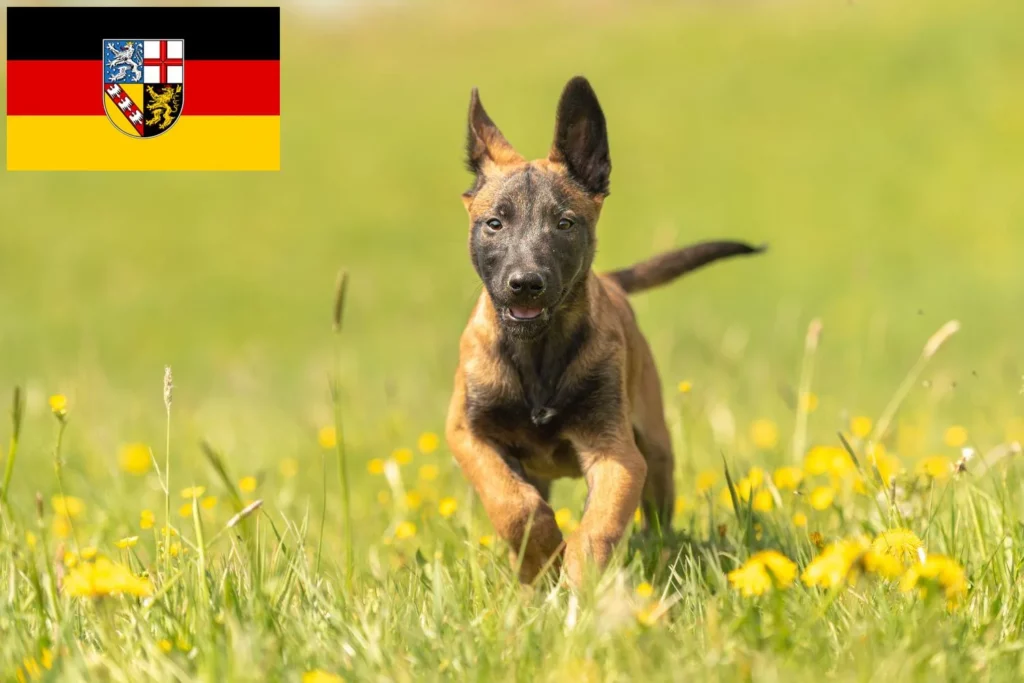 Belgischer Schäferhund Züchter mit Welpen Saarland