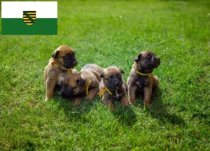 Read more about the article Belgischer Schäferhund Züchter und Welpen in Sachsen