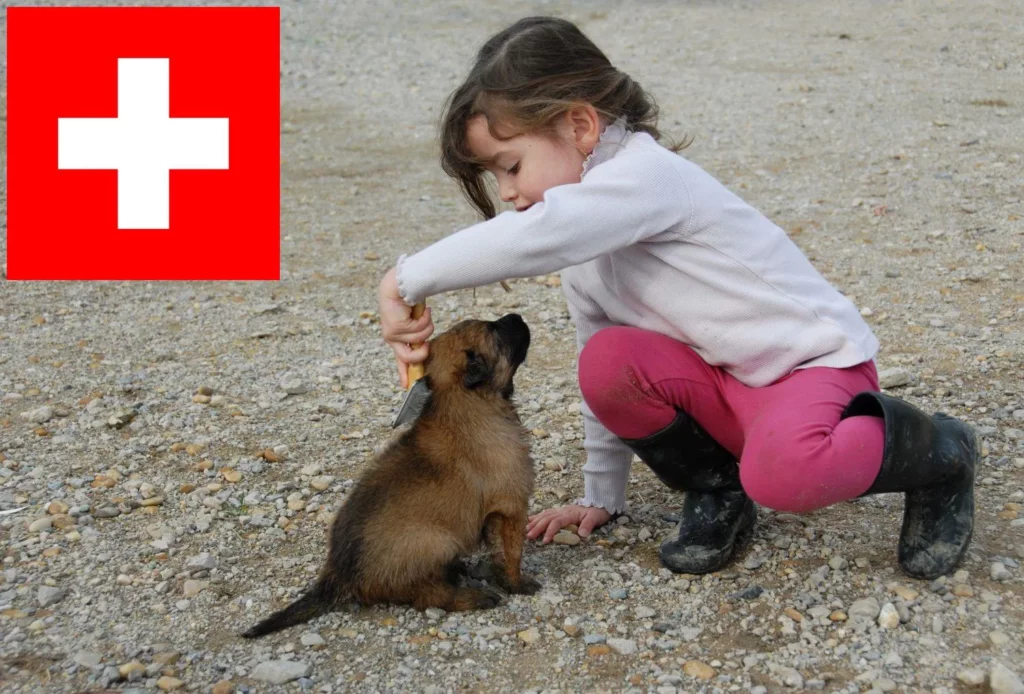 Belgischer Schäferhund Züchter mit Welpen Schweiz