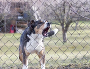 Read more about the article Wie kann man dem Hund das Bellen abgewöhnen?