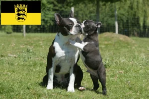 Read more about the article Boston Terrier Züchter und Welpen in Baden-Württemberg