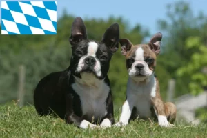 Read more about the article Boston Terrier Züchter und Welpen in Bayern