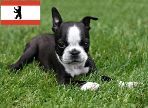 Read more about the article Boston Terrier Züchter und Welpen in Berlin