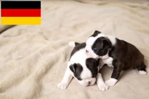 Read more about the article Boston Terrier Züchter und Welpen in Deutschland