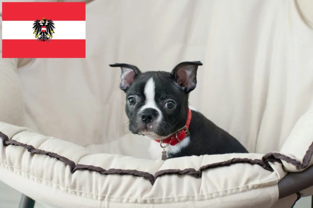 Boston Terrier Züchter mit Welpen Österreich