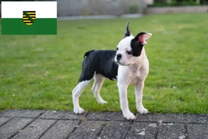 Read more about the article Boston Terrier Züchter und Welpen in Sachsen