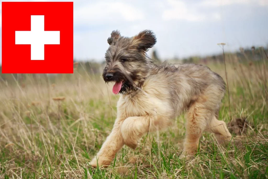 Briard Züchter mit Welpen Schweiz