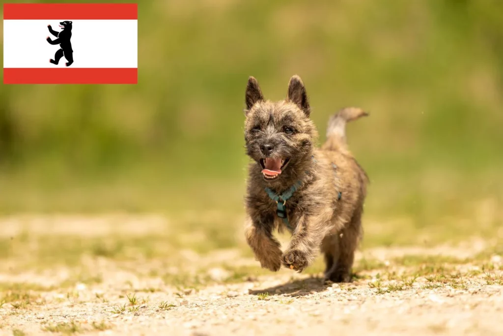 Cairn Terrier Züchter mit Welpen Berlin