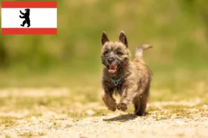 Read more about the article Cairn Terrier Züchter und Welpen in Berlin