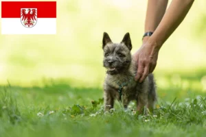 Read more about the article Cairn Terrier Züchter und Welpen in Brandenburg