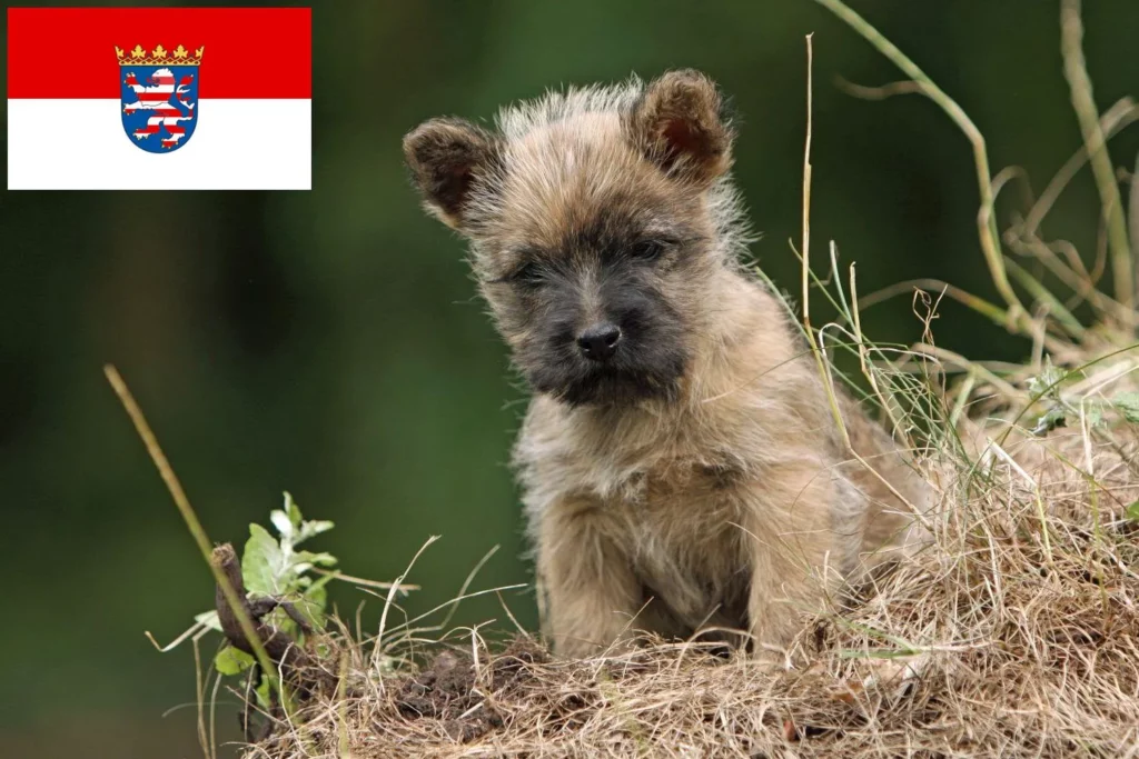 Cairn Terrier Züchter mit Welpen Hessen