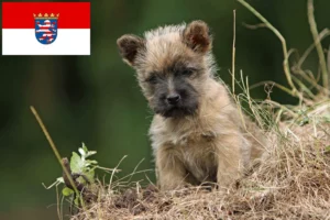 Read more about the article Cairn Terrier Züchter und Welpen in Hessen